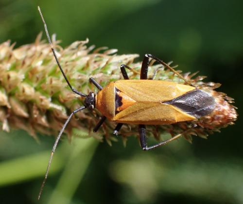 Réf. 360 367 : Calocoris nemoralis